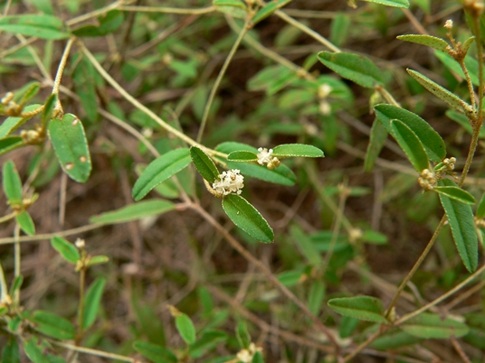 {Croton willdenowii}